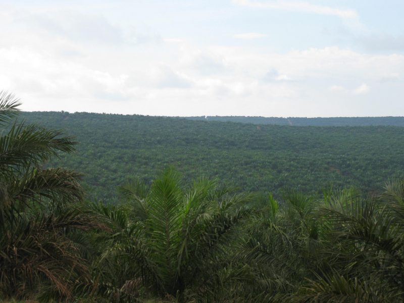 palm_stock